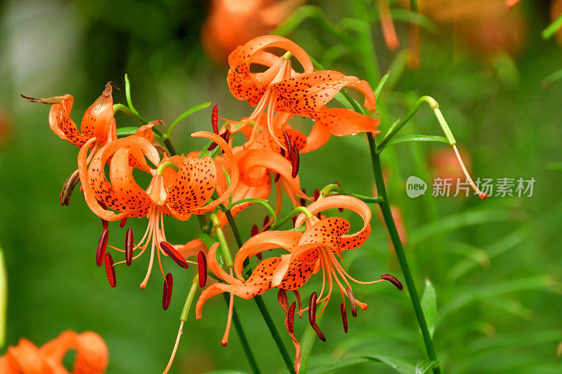 百合/虎百合花